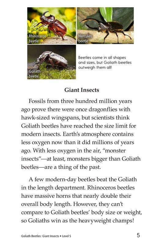 Goliath Beetles Giant Insects绘本故事第4页