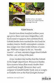 Goliath Beetles Giant Insects绘本故事第4页