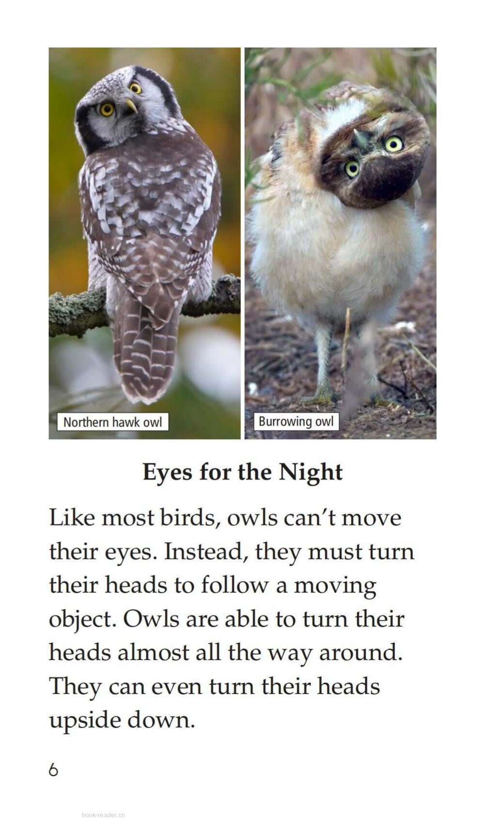 Owls Overhead绘本故事第5页
