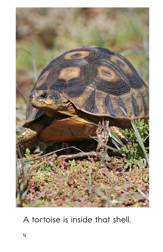 What's In That Shell绘本故事第4页