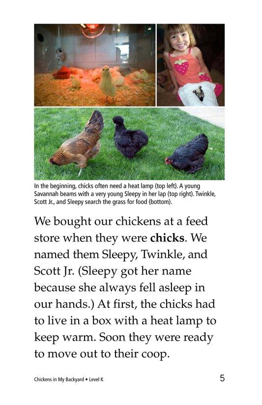 Chickens in My Backyard绘本故事第5页
