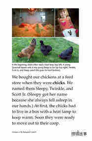 Chickens in My Backyard绘本故事第5页