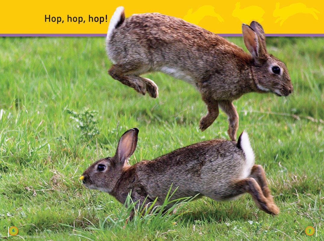 Hop Bunny绘本故事第5页