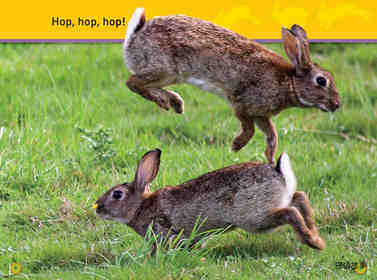 Hop Bunny绘本故事第5页