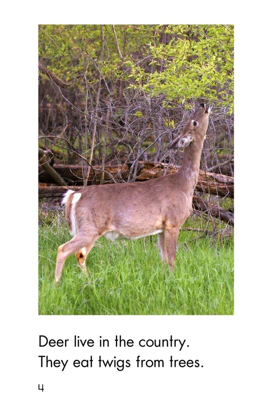 Country Animals绘本故事第4页