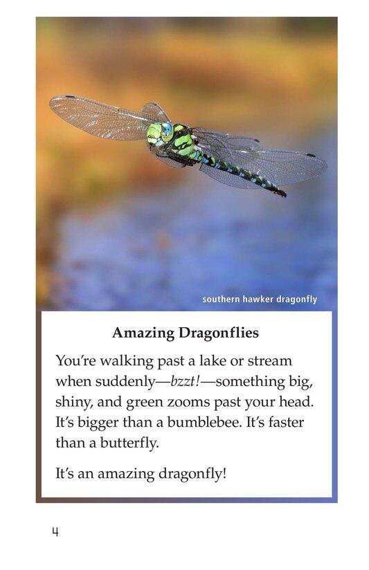 Dragonflies!绘本故事第3页