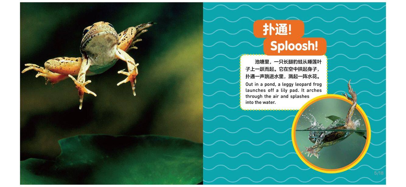 青蛙绘本故事第5页