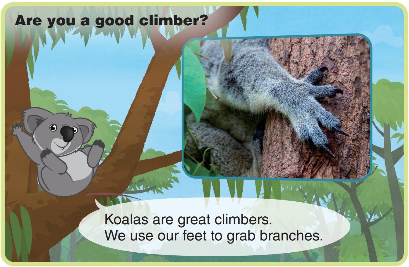 Koala绘本故事第5页