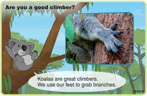Koala绘本故事第5页