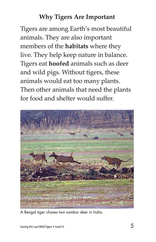 Saving the Last Wild Tigers绘本故事第4页