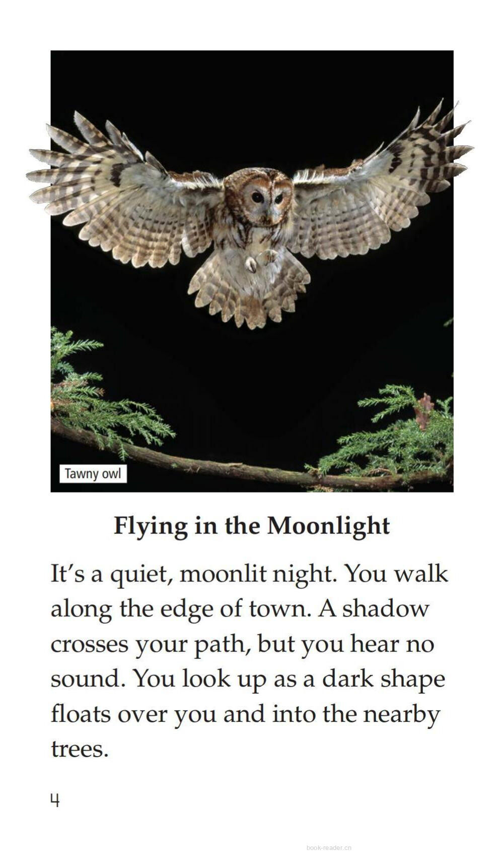 Owls Overhead绘本故事第3页