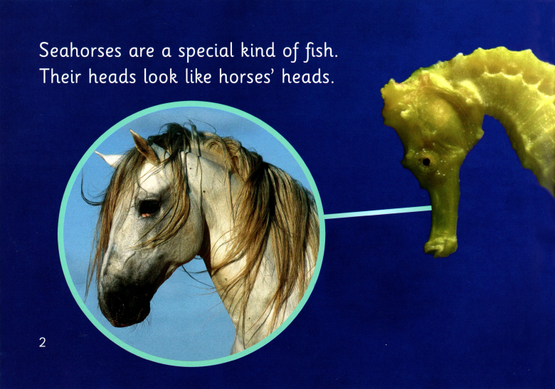 Seahourses绘本故事第3页