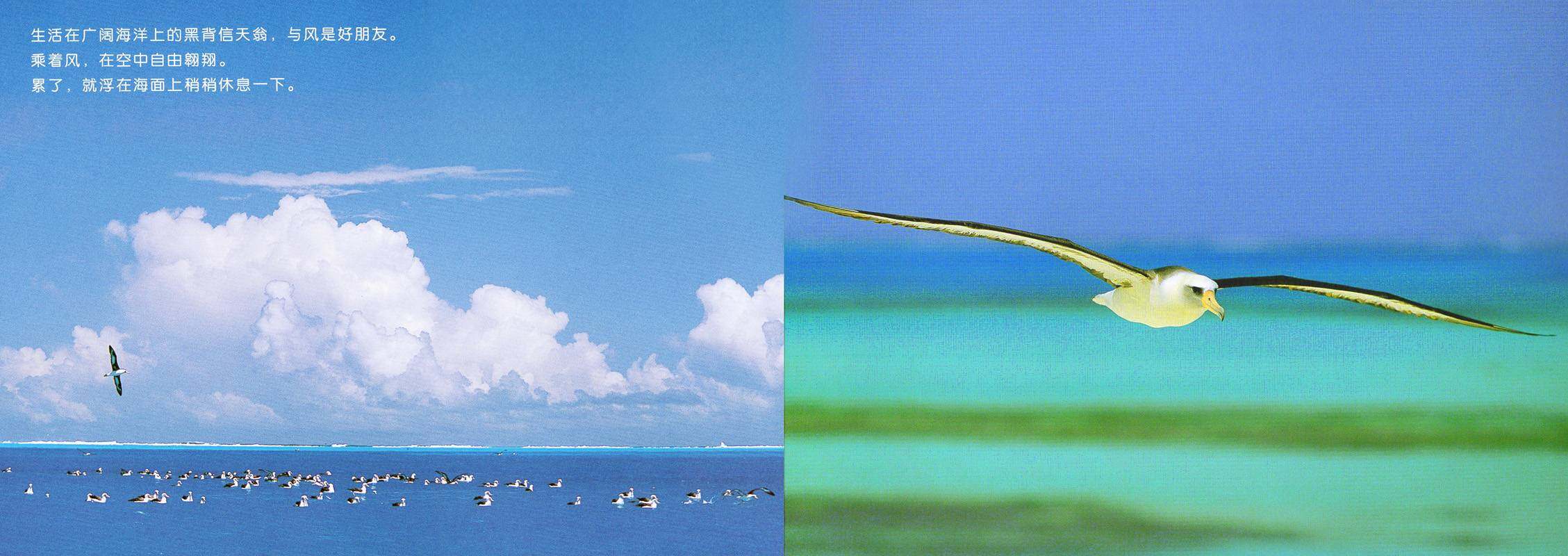 亲子绘本 黑背信天翁与风是好朋友绘本故事第2页