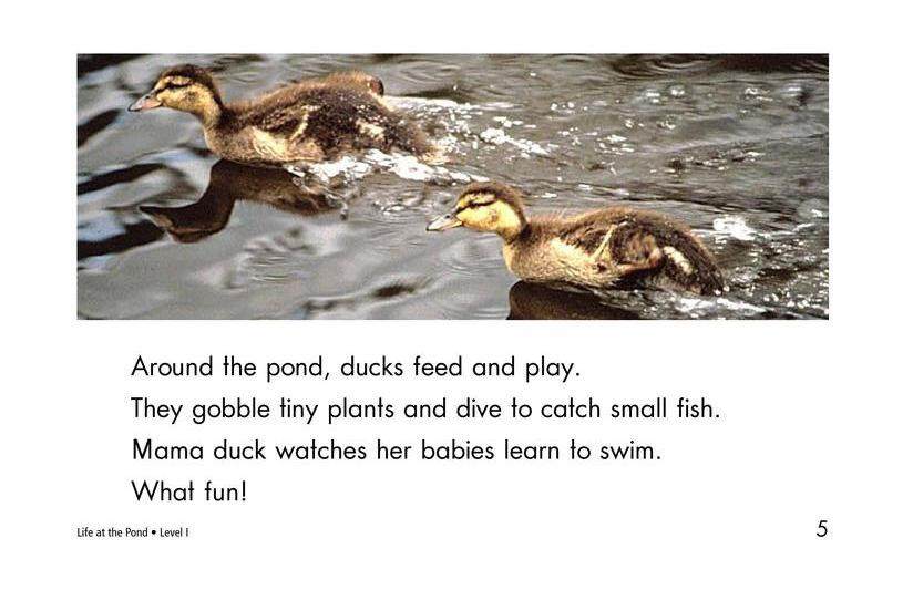 Life at the Pond绘本故事第5页