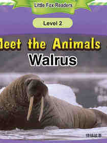 Walrus