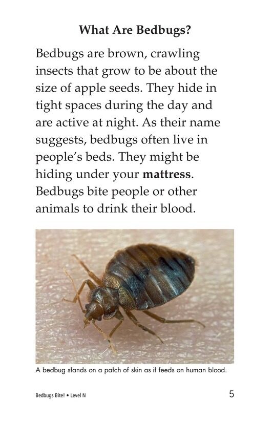 Bedbugs Bite!绘本故事第4页