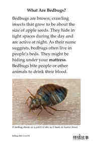 Bedbugs Bite!绘本故事第4页