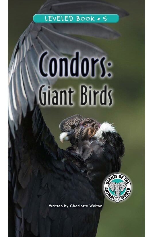 Condors Giant Birds绘本故事第2页