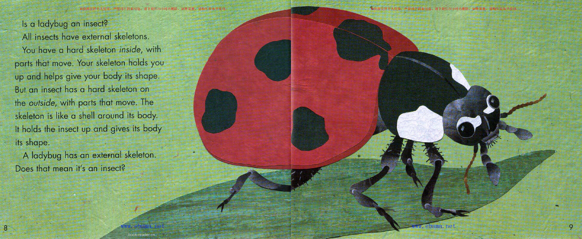 Bugs Are Insects绘本故事第5页