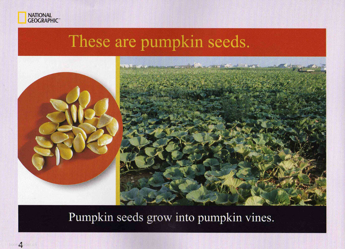 Seeds Grow into Plants绘本故事第5页