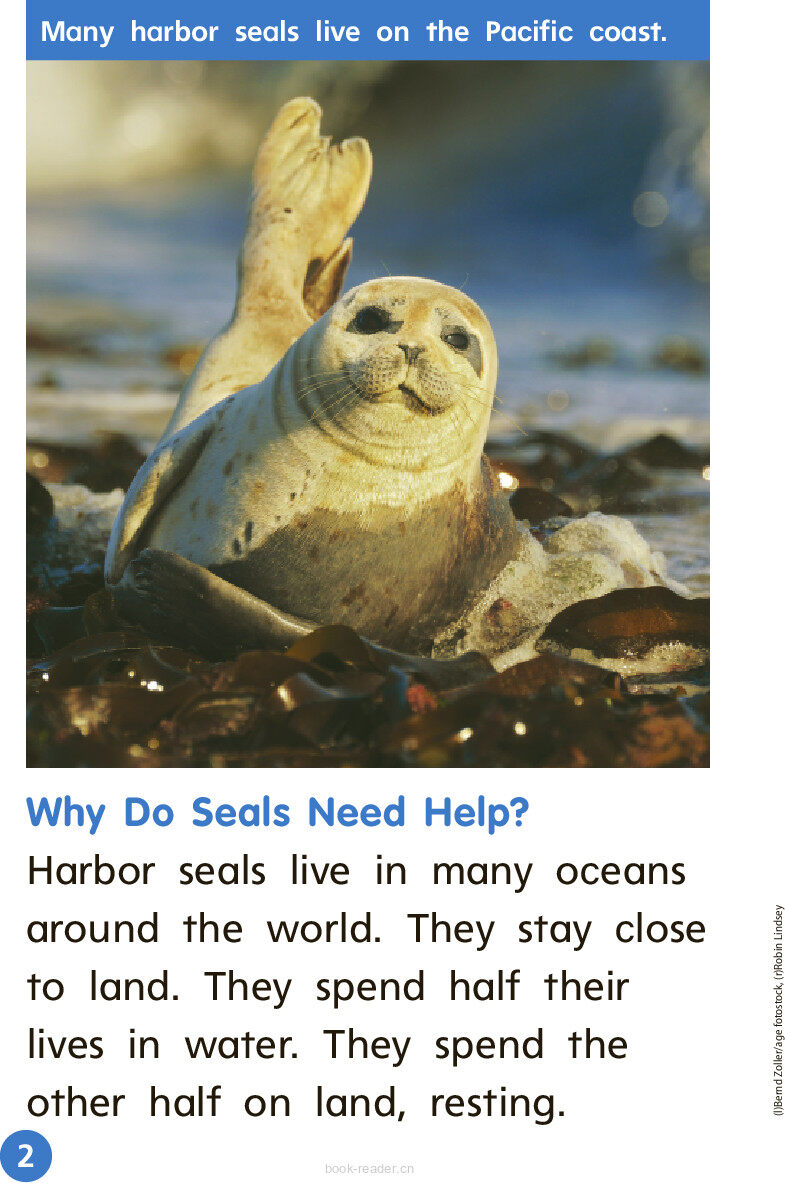 GK Beyond U10W3 Babysitters for Seals绘本故事第3页