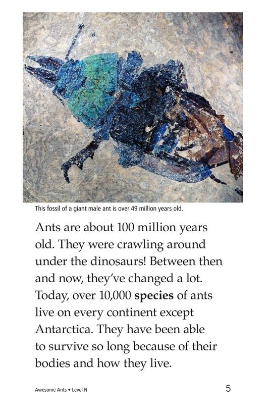 Awesome Ants绘本故事第4页