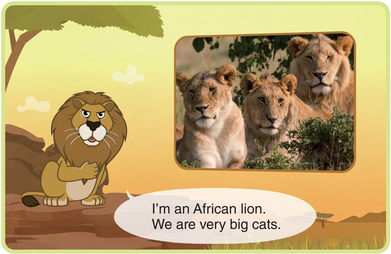 African Lion绘本故事第3页
