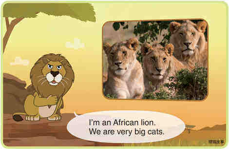 African Lion绘本故事第3页