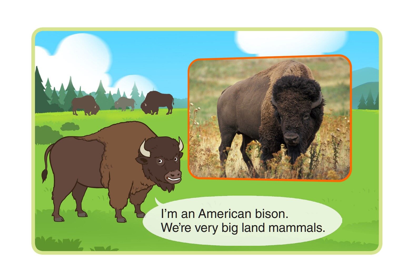 American Bison绘本故事第4页