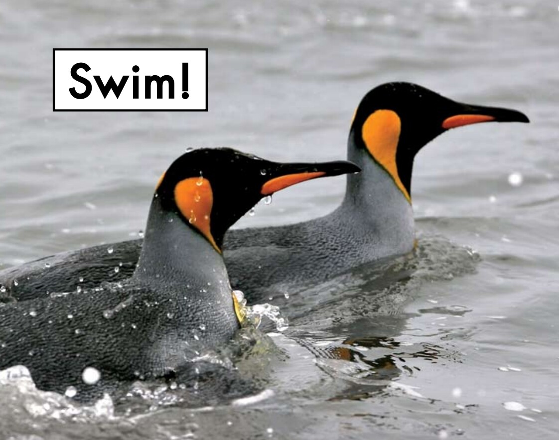 Swim绘本故事第2页