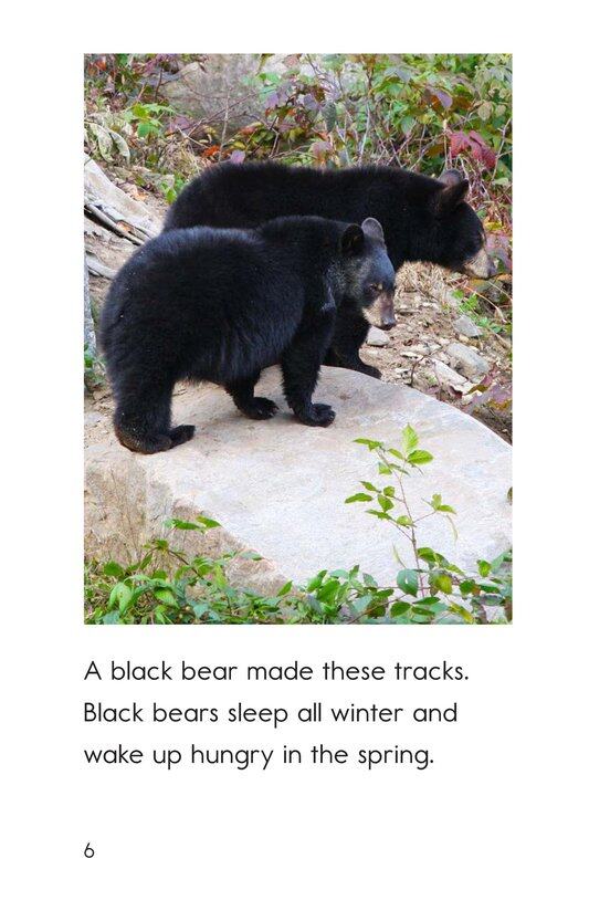 Whose Tracks Are These绘本故事第5页