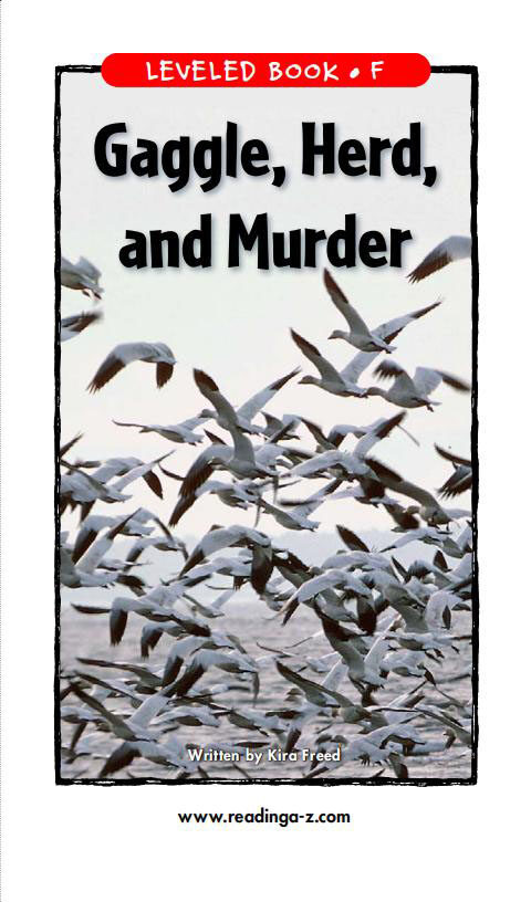Gaggle,Herd,and Murder绘本故事第2页