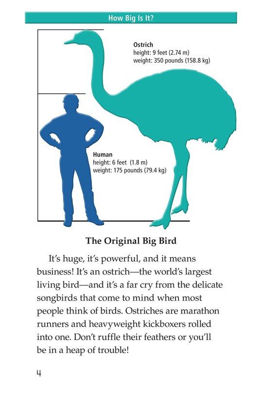 Ostriches Giant Birds绘本故事第3页