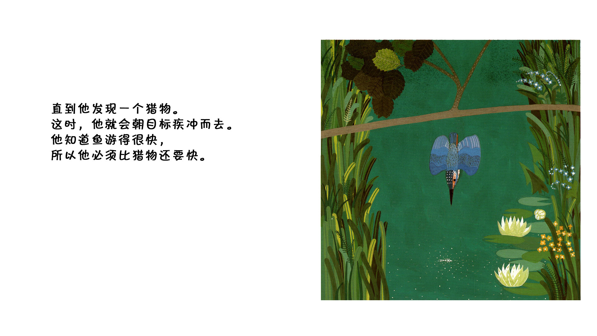 翠鸟绘本故事第4页