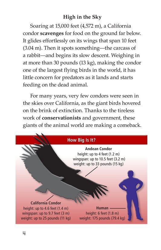 Condors Giant Birds绘本故事第3页