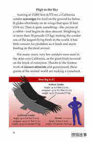 Condors Giant Birds绘本故事第3页