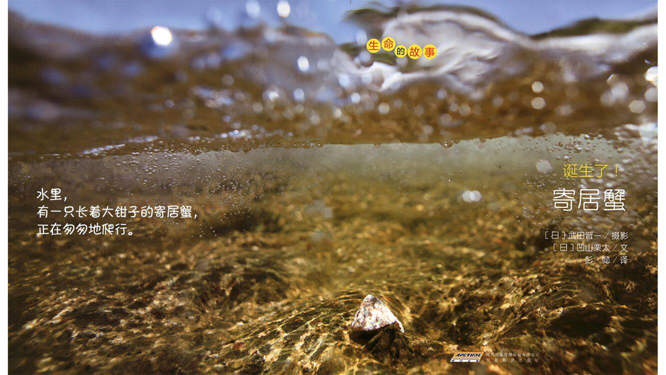 诞生了！寄居蟹绘本故事第4页