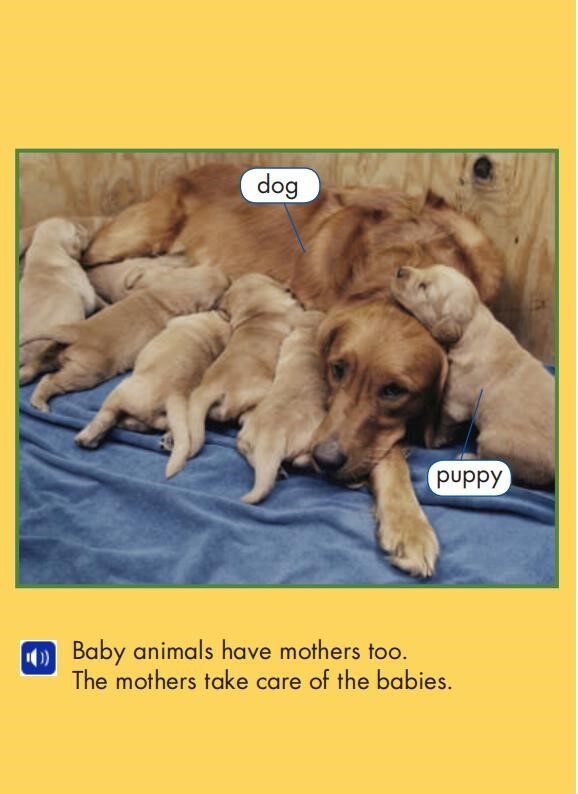 Animal Babies绘本故事第3页