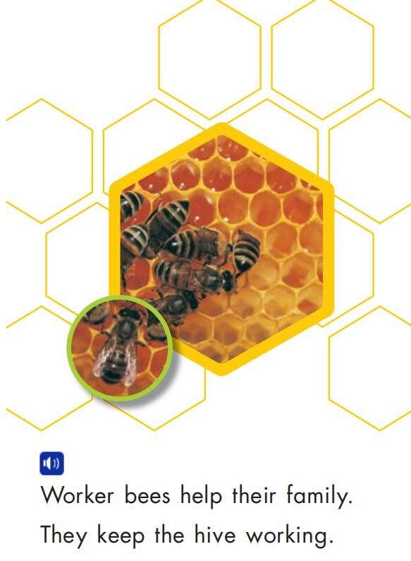 Worker Bees绘本故事第3页