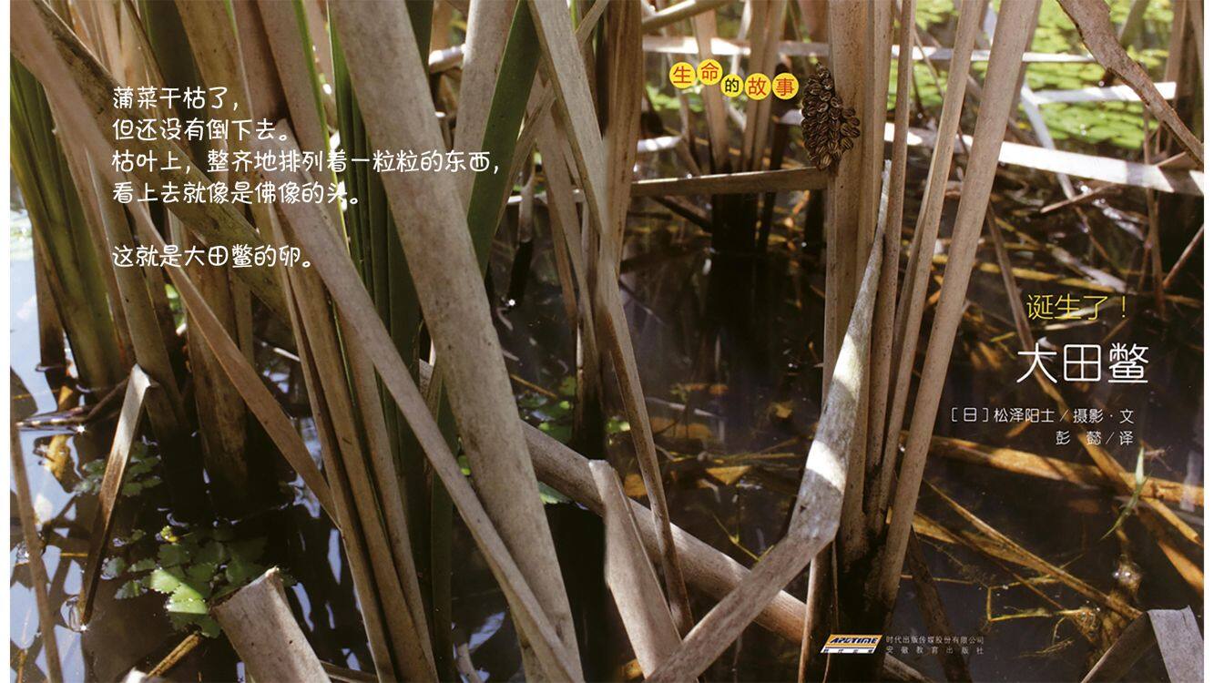 诞生了！大田鳖绘本故事第4页