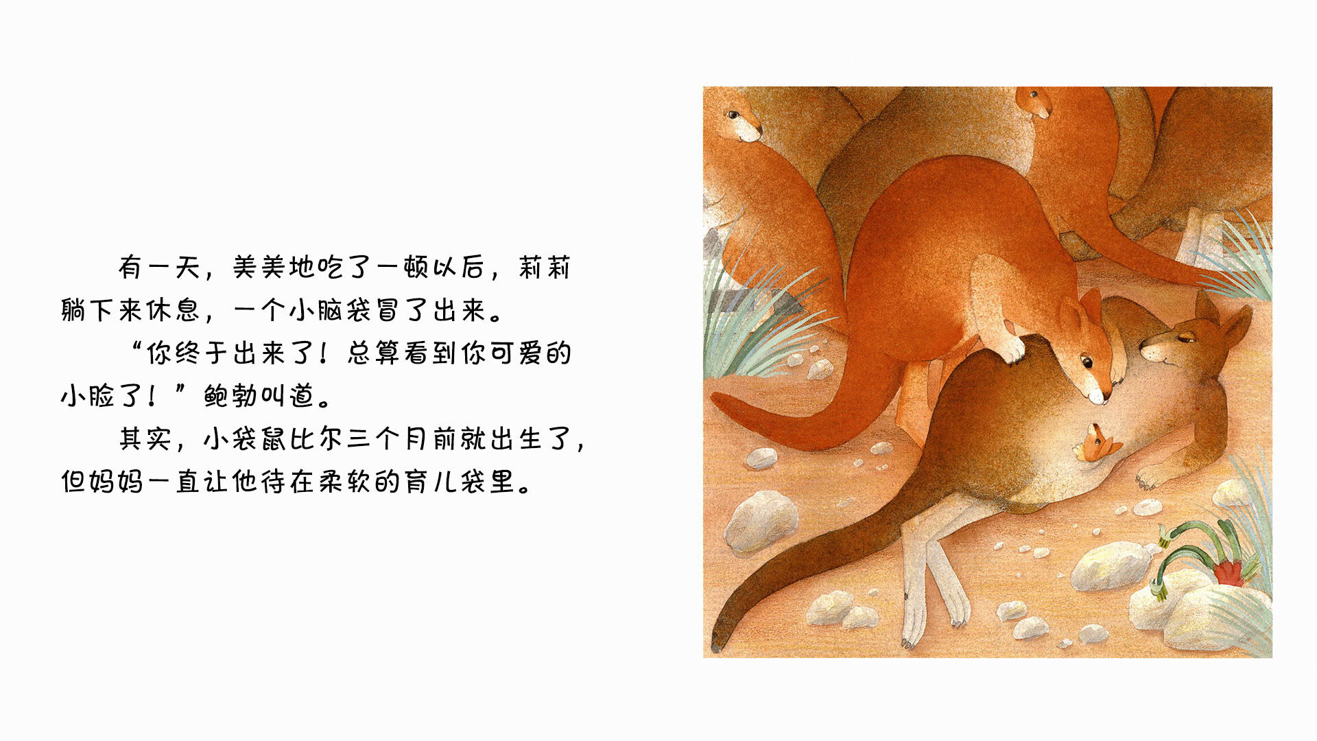 袋鼠绘本故事第5页