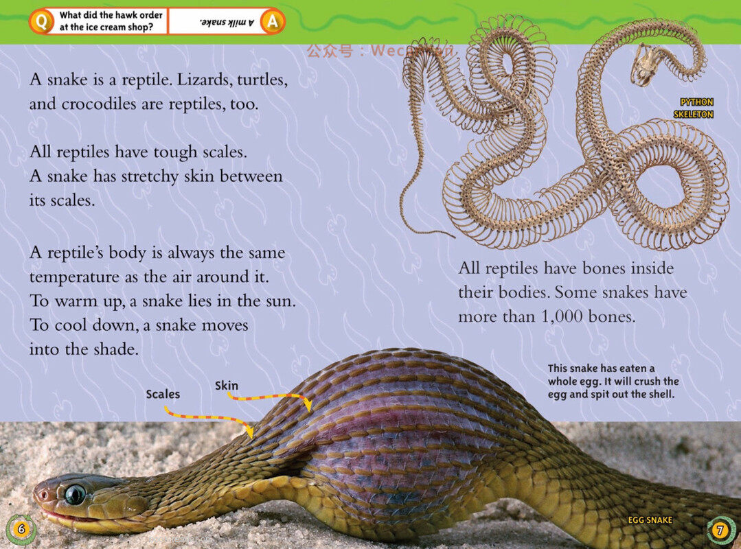 Snakes绘本故事第4页