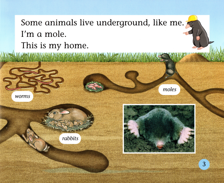 What's Underground绘本故事第4页