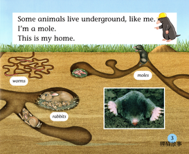 What's Underground绘本故事第4页