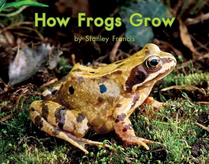 How frogs grow绘本故事第2页