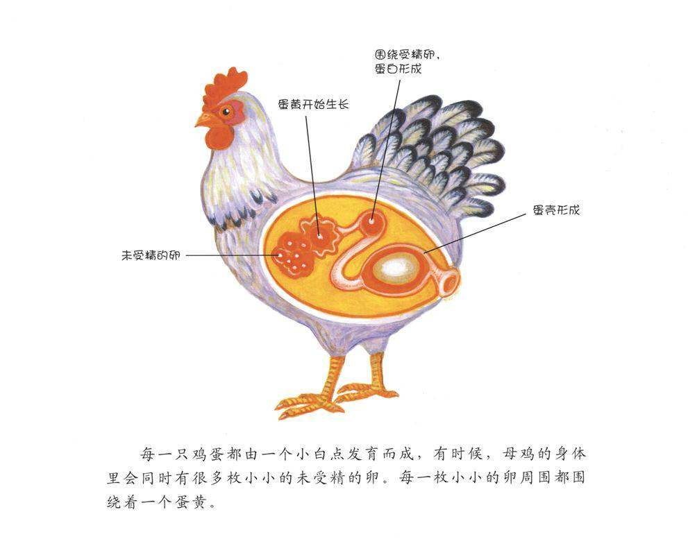 自然科学启蒙（第二辑）——小鸡从哪里来绘本故事第3页