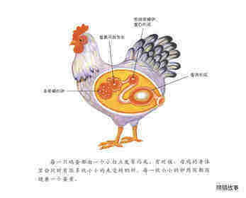 自然科学启蒙（第二辑）——小鸡从哪里来绘本故事第3页