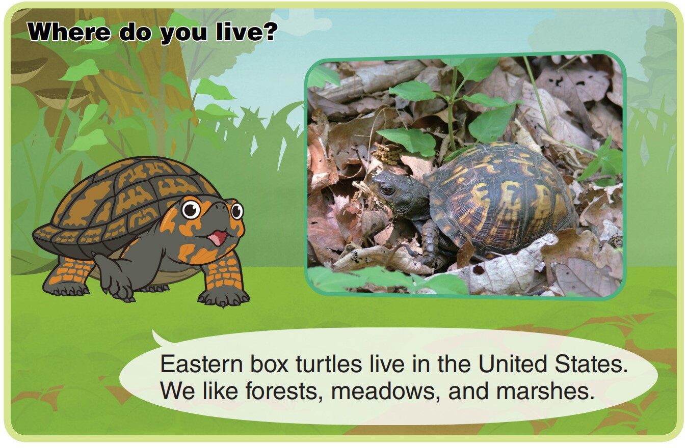 Eastern Box Turtle绘本故事第4页