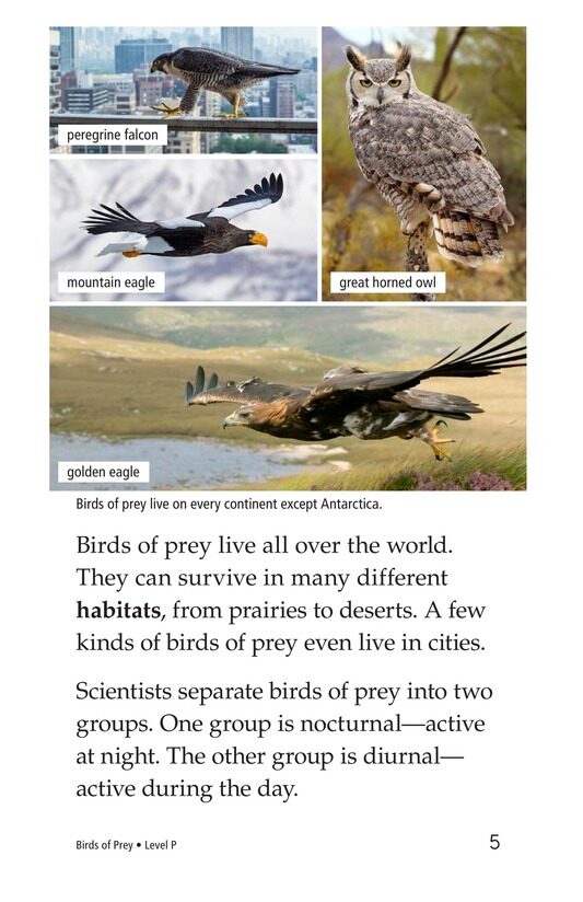 Birds of Prey绘本故事第4页