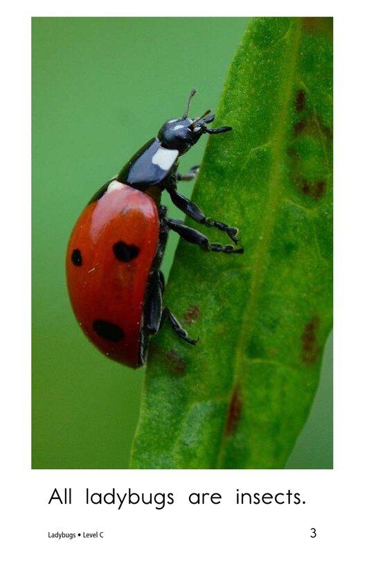 Ladybugs绘本故事第3页